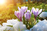 Fototapeta Tulipany - Blooming crocuses on a sunny day.