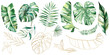© katrinshine - Green and Golden watercolor tropical palm, banana and monstera leaves illustration