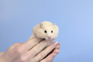 Wall Mural - Cute fluffy hamster with chubby cheeks on his hands, blue background, close-up