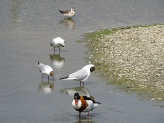 Poster - shelduck with black headed gulls in the sea