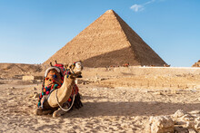 Camel Lying Near Egyptian Pyramid