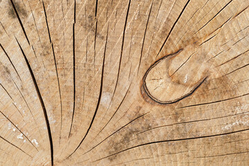 Wall Mural - Detail of a section of a beech tree with an internal twist at the rings.