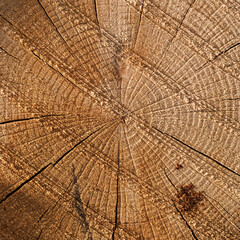 Canvas Print - Detail of summer rings on a dried beech section.