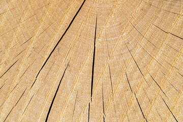 Canvas Print - Detail of summer rings on a dried beech section.