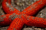 Starfish resting on the sand under the water at the bottom of the sea