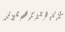 Handdrawn Plant Decoration Background. Set Of Leaves. Hand Drawn Decorative Green Leaf Element Design Stock Illustration. Floral Branch Ear Of Wheat, Bindweed For Wedding Banner, Invitation Card.