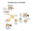 Cloning Dolly sheep illustration