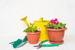 Yellow watering can, flowerpots with primula and gardening equipment; spring gardening concept