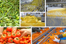 Industrial Production Of Vegetables In Food Processing Plant, Collage. People Working, Sorting Tomatoes, Carrots, Cucumbers, Green Beans And Corn In Food Factory
