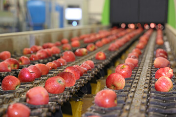 Wall Mural - Clean fresh apples moving on conveyor sorting and grading by the machine in a fruit packing warehouse