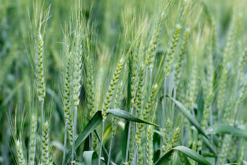 Juicy ears of young green wheat in spring summer field. Ripening crops on the field.