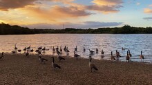 Geese And  Ducks On The Shore Of The Lake At Sunset