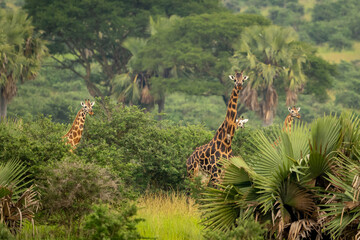 giraffe in the jungle