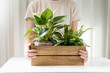 Female hands holding wooden box with home plants. New plants delivery by subscription, online shopping. Philodendron Birkin and Nephrolepis Green lady.