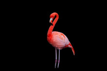 The American Flamingo (Phoenicopterus Ruber) Is A Large Species Of Flamingo Closely Related To The Greater Flamingo And Chilean Flamingo