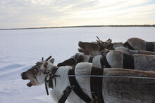 Reindeer Run At The Reindeer Herder's Day Competition