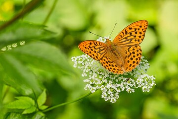 Wall Mural - Silver-washed fritillary, an orange and black butterfly, sitting on a whitw flower growing in nature. Summer day. Blurry background with green leaves.