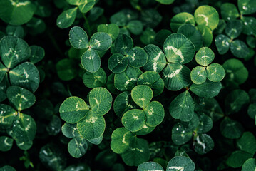 Wall Mural - Green clover leaves natural background, St Patrick's Day