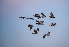Large Flock Of American Brown Pelicans Flying Overhead