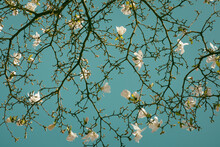 Blossoming White Magnolia Flowers In Spring Against Blue Sky In Van Gogh Style