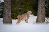 Fototapeta  - Eurasian lynx open mouth in winter snow forest Sumava National Park Kvilda