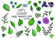 Leaf flowers hand painted doodles, icons. Twig, petal, clover. Color.