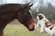 Horse and saint bernard puppy 
