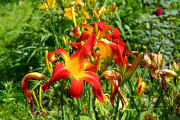 Poster - Taglilie Red Suspenders - daylily of the species Red Suspenders in summer