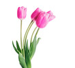 Bouquet of five pink tulips isolated on white background