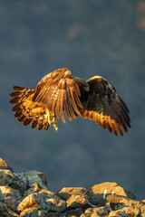 Poster - A beautiful shot of a golden eagle on a blue sky background