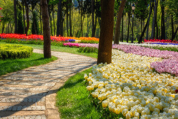 Amazing flowering garden, famous turkish park Emirgan Korusu in Istanbul during spring tulip festival, nature sunny landscape with different flowers, outdoor travel and botanical background, Turkey