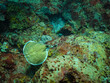 Electric Ray in St Lucia