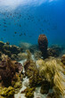 Healthy Coral Reef in St Lucia