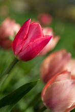 Deep Pink Tulip In Garden