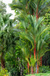 Sealing lacquer palm with red trunk and green palm fronds in the rainforest of Costa Rica
