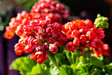 Closeup Of Selective Tulip-shaped Coral Red Pelargonium Large Flower Inflorescences. Potted Plants Cultivation In The Open Air