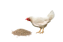 White Hen With Red Comb Looks At Granulated Chicken Feed