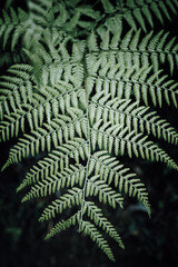 Sticker - A vertical closeup of a green fern with wide leaves on a dark background