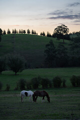 Wall Mural - A vertical of horses grazing in a green pasture on the background of the sunset