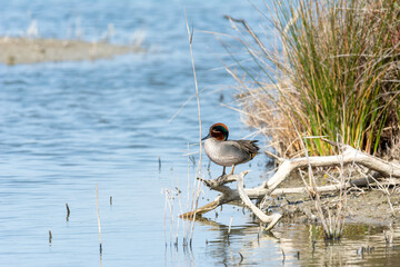 water bird in lake of natural