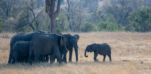 Wall Mural - Young African Elephant calf rejoining his herd in Kruger National Park in South Africa RSA