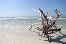 Dead Tree Driftwood On Florida Ocean Beach Shore