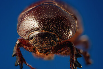 Poster - A closeup shot of a heteronychus arator beetle on a blue background