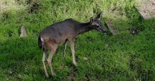 Young Deer Fawn Eating Grass In Field