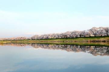 Poster - 宮城県　白石川堤一目千本桜