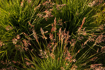 Wall Mural - Floral ornamental grasses. Closeup view of Melinis nerviglumis, also called Ruby Grass, green foliage and red, pink flowers spring blooming in the garden.