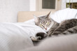 © kseniaso - A domestic striped gray cat lie on the bed. The cat in the home interior..