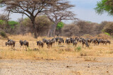 Fototapeta Sawanna - Herd of blue wildebeest (Connochaetes taurinus) in Tarangire National Park, Tanzania