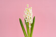 White hyacinth flower on a pink background. Spring flowers. Growth hyacinth. Floral Greeting card, March 8, mother's day, woman day, birthday
