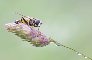 Wall Mural - fly close-up on a meadow plant.